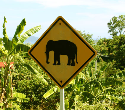 Watch out for elephants when driving